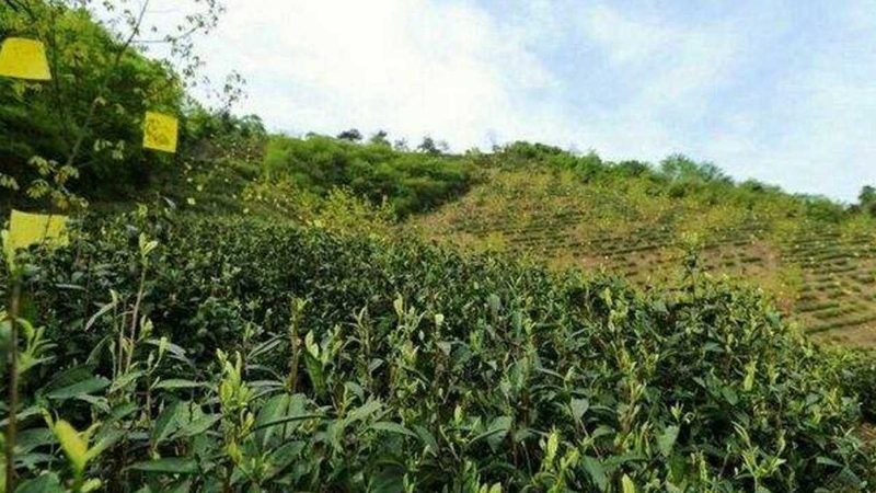 新疆粮食种植深加工项目公司：多维度策略助力深加工效率提升